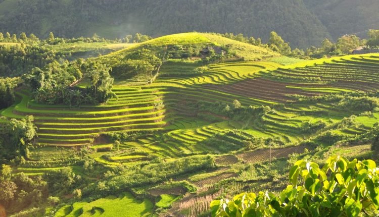 زراعة الأرز في الصين