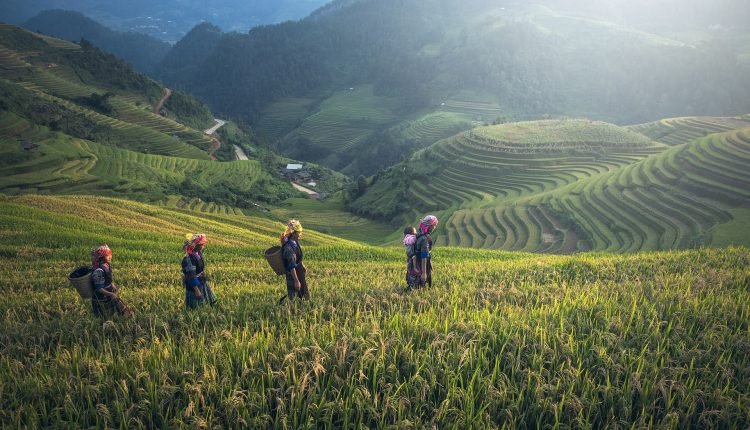 الزراعة في الصين