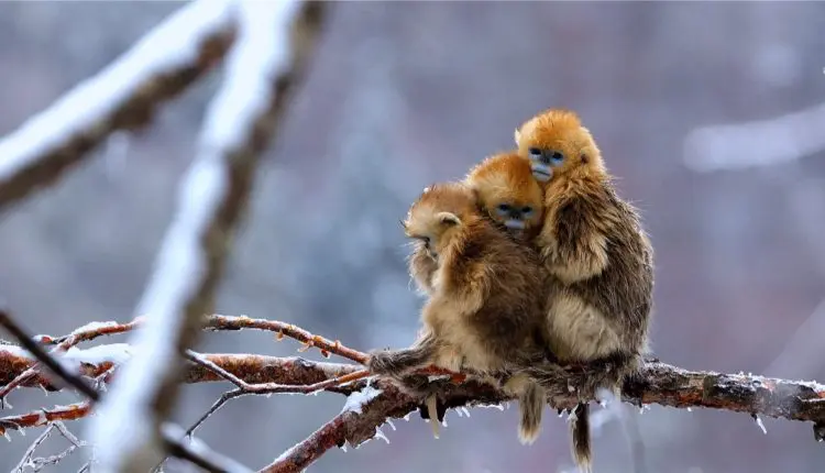 ما هي أشهر الحيوانات في الصين