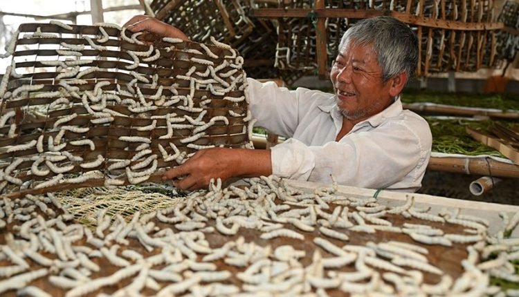 دودة القز في الصين