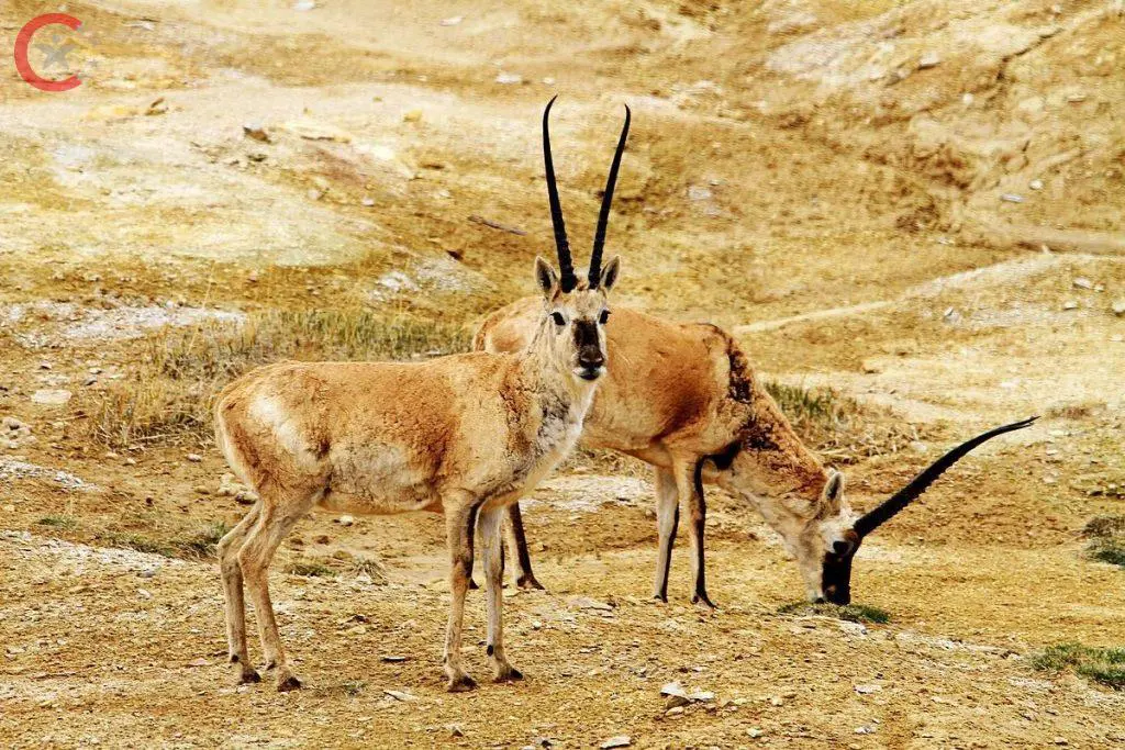 ما هي أشهر الحيوانات في الصين