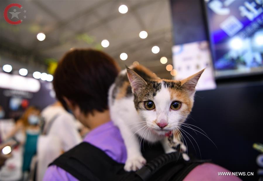 معرض الصين الدولي للحيوانات الأليفة
