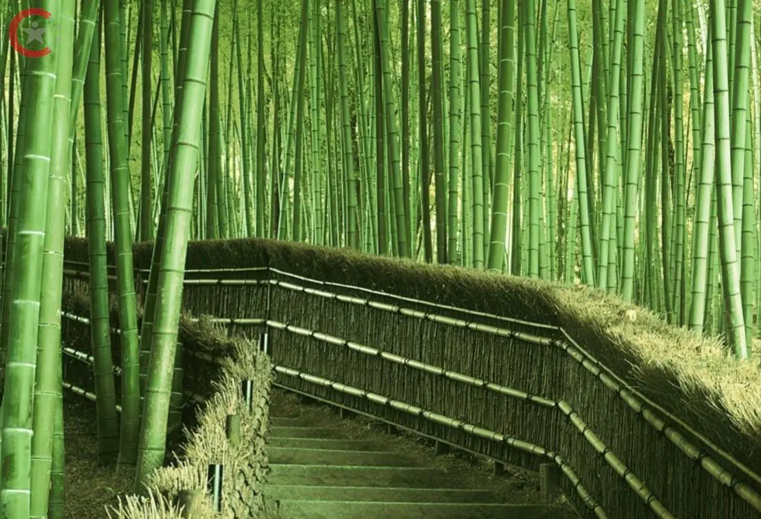 بعض غابات البامبو في الصين