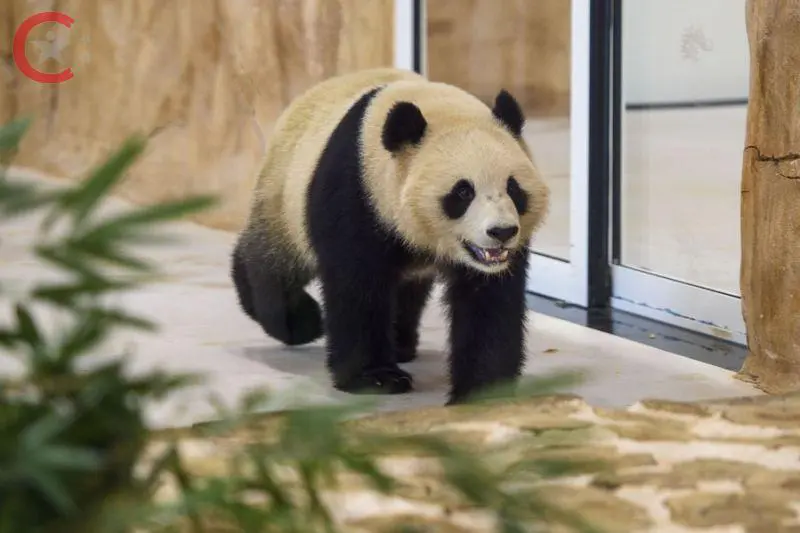 China giant pandas