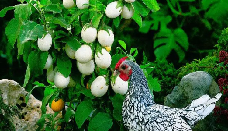 زراعة البيض في الصين حقيقة أم خيال ؟