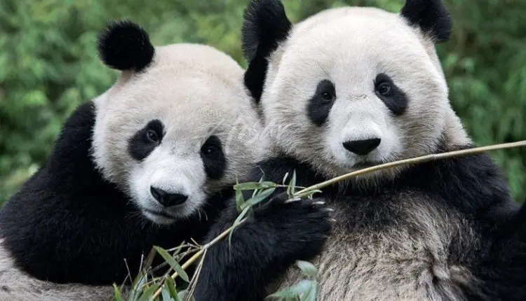 China giant pandas
