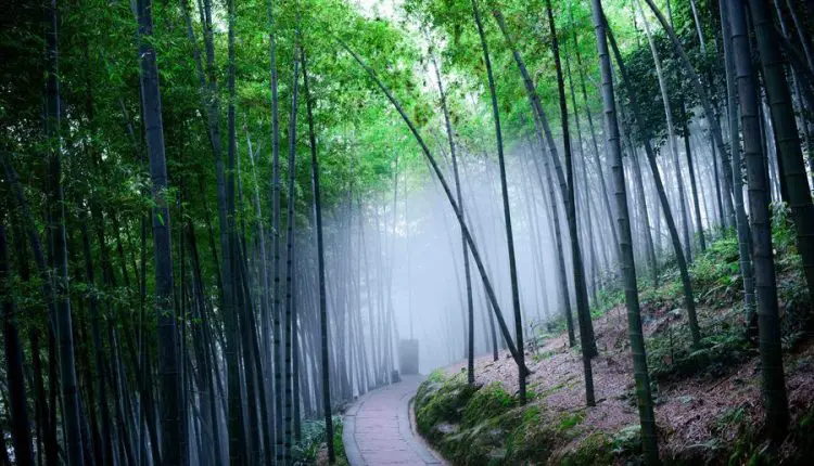 غابات البامبو العملاقة في الصين