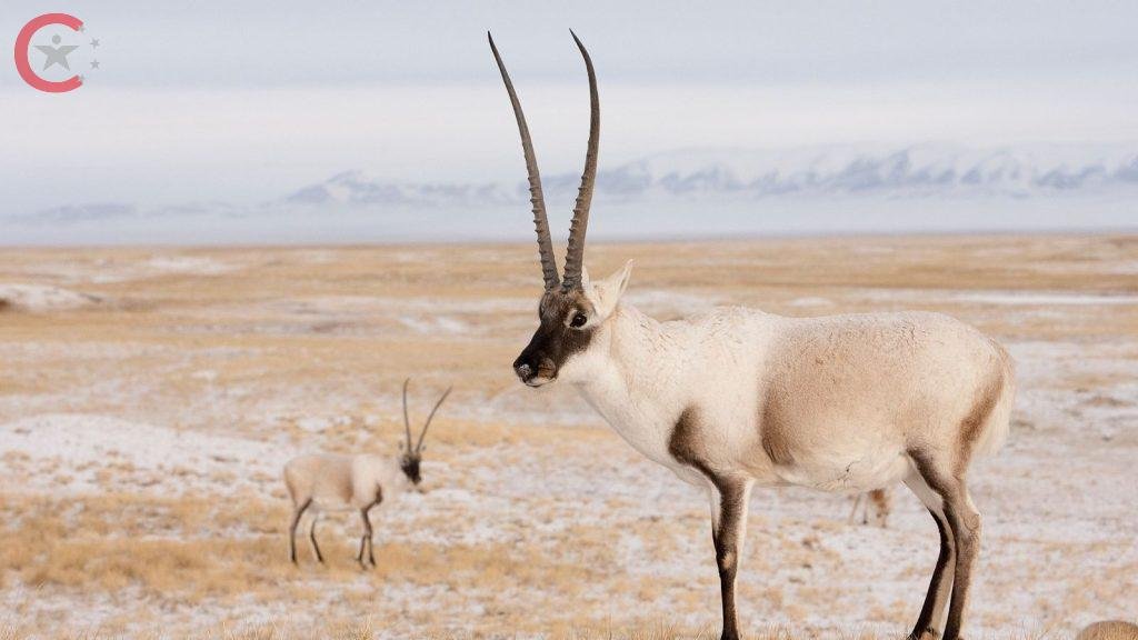 الظباء التبتية أو ما يعرف بالأيائل