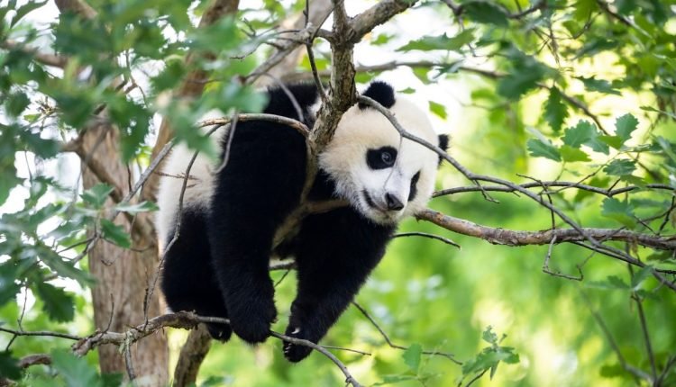 أشهر أنواع الحيوانات في الصين