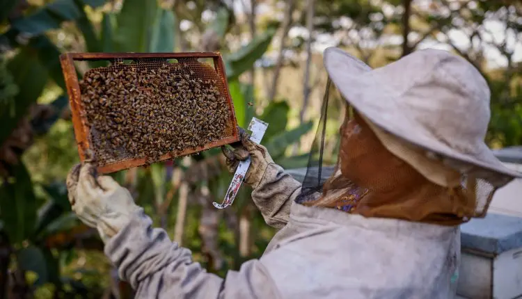 تربية النحل في الصين