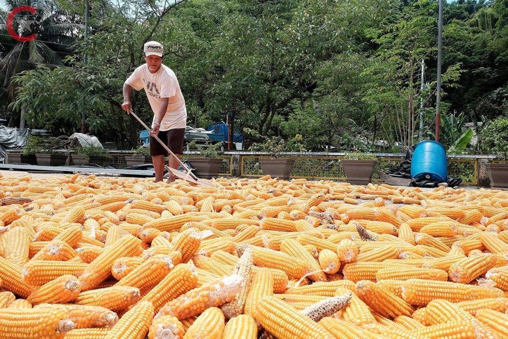 الإجراءات التي قامت بها الحكومة الصينية لتحسين الزراعة