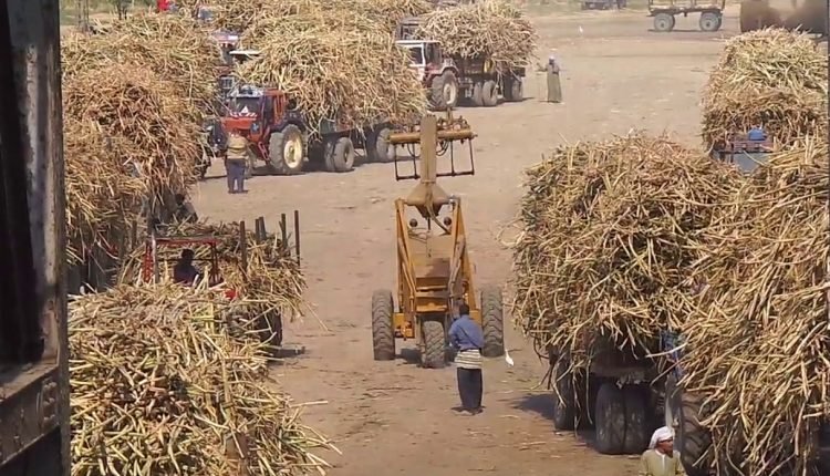 إنتاج قصب السكر في الصين