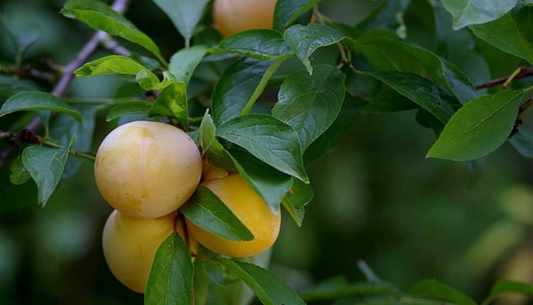 الخوخ الأصفر في الصين